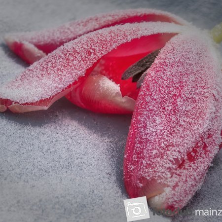 2026 Mein Bild - Michael Mager: "Tulpe"